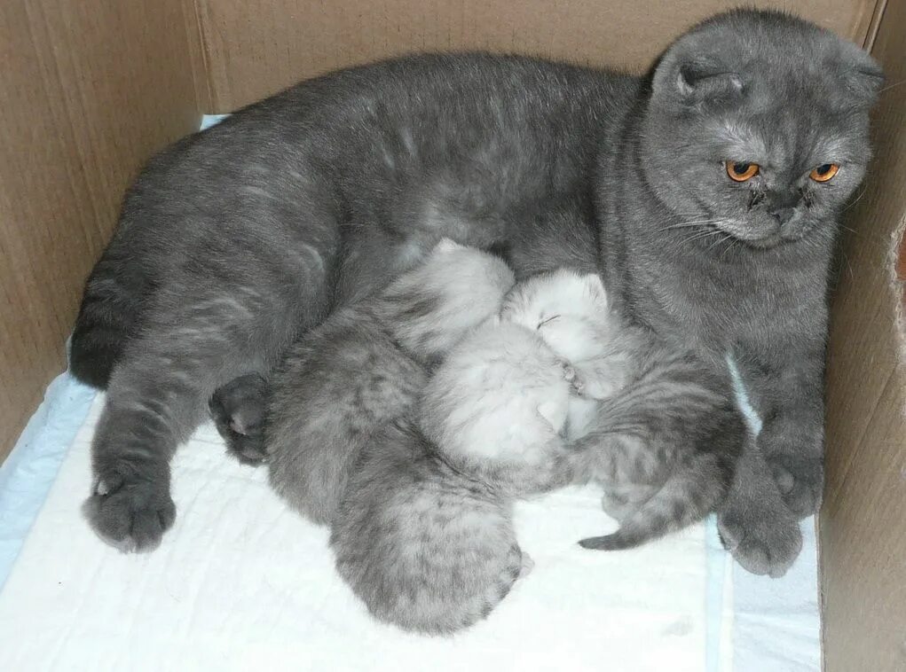 Вислоухая кошка рожает. Новорожденные Шотландские котята. Новорожденные котята Шотландские вислоухие. Новорожденные скоттиш фолд. Шотландская вислоухая скоттиш фолд Новорожденные котята.