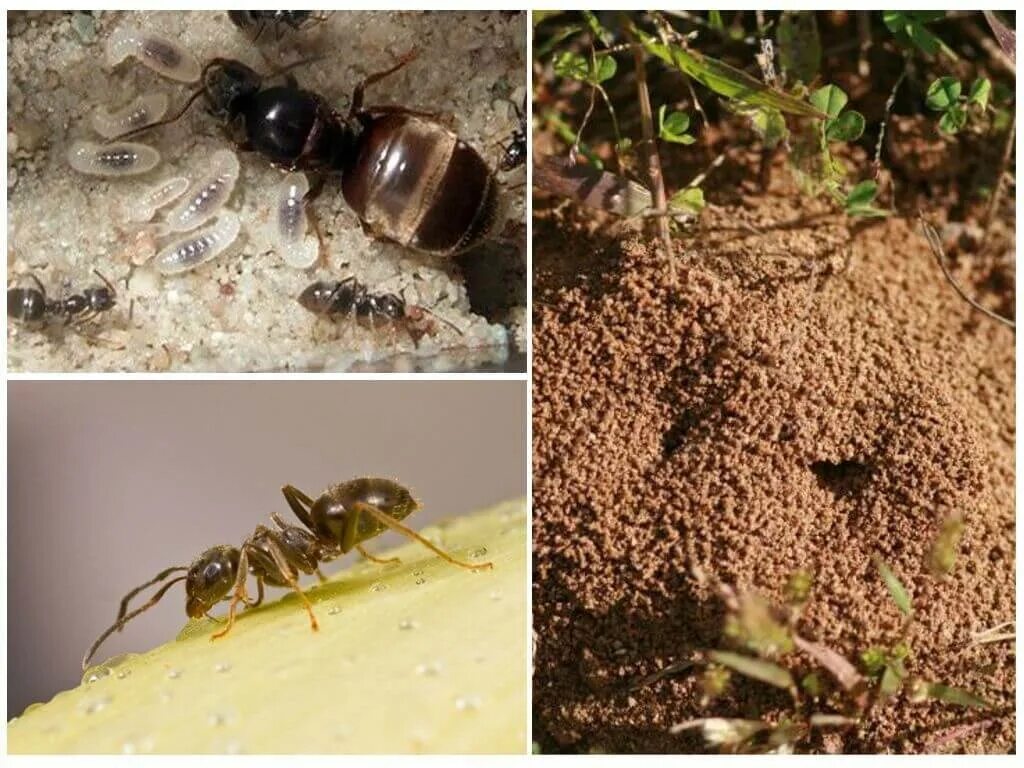 Lasius Niger Муравейник. Муравейники черных садовых муравьев. Муравейник черного садового муравья. Гнездо Lasius Niger.