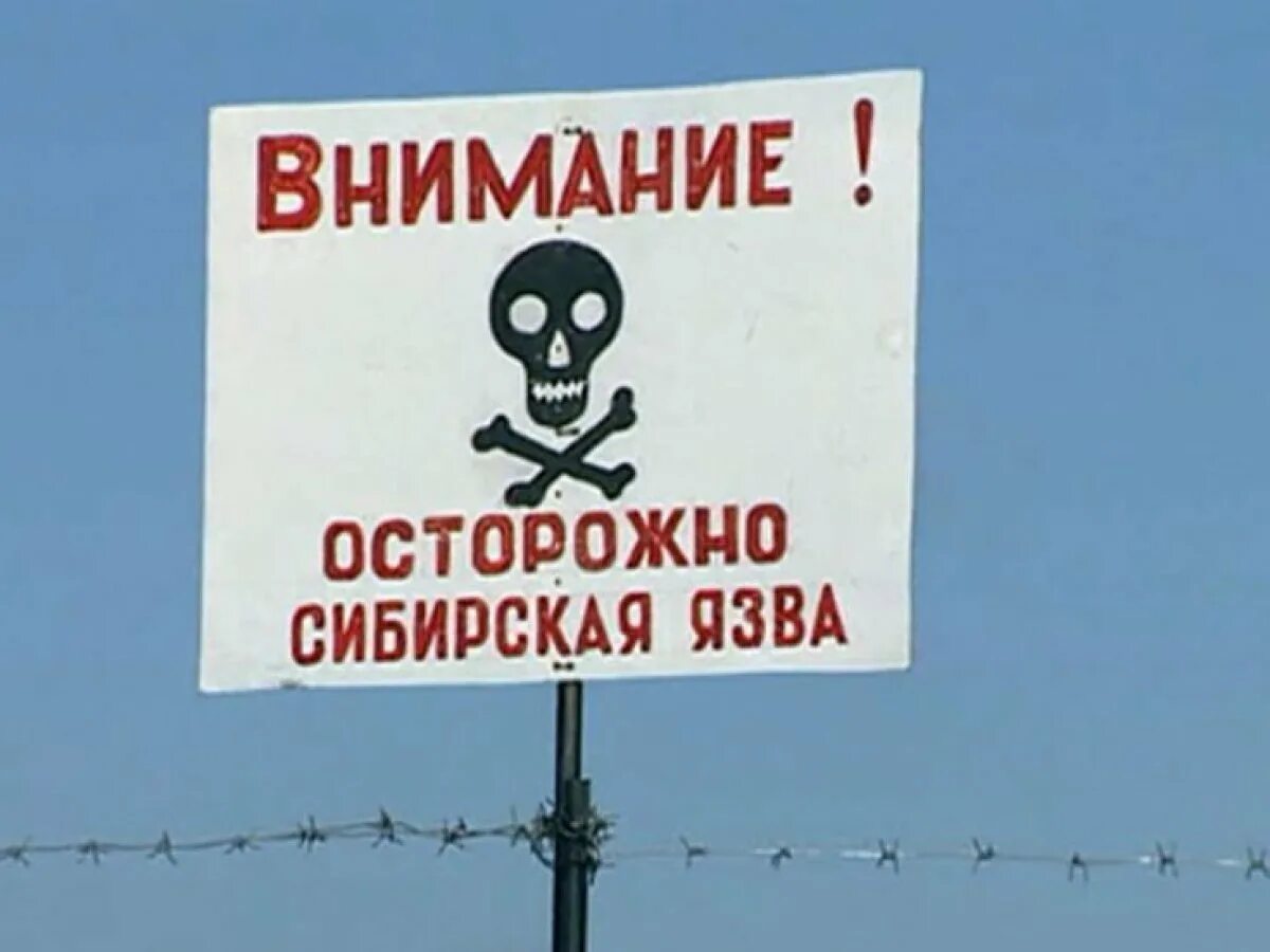 В скотомогильниках бактерии очень опасного заболевания. Осторожно Сибирская язва знак. Внимание осторожно Сибирская язва.