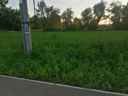 20 кустов