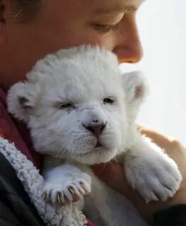 The cub