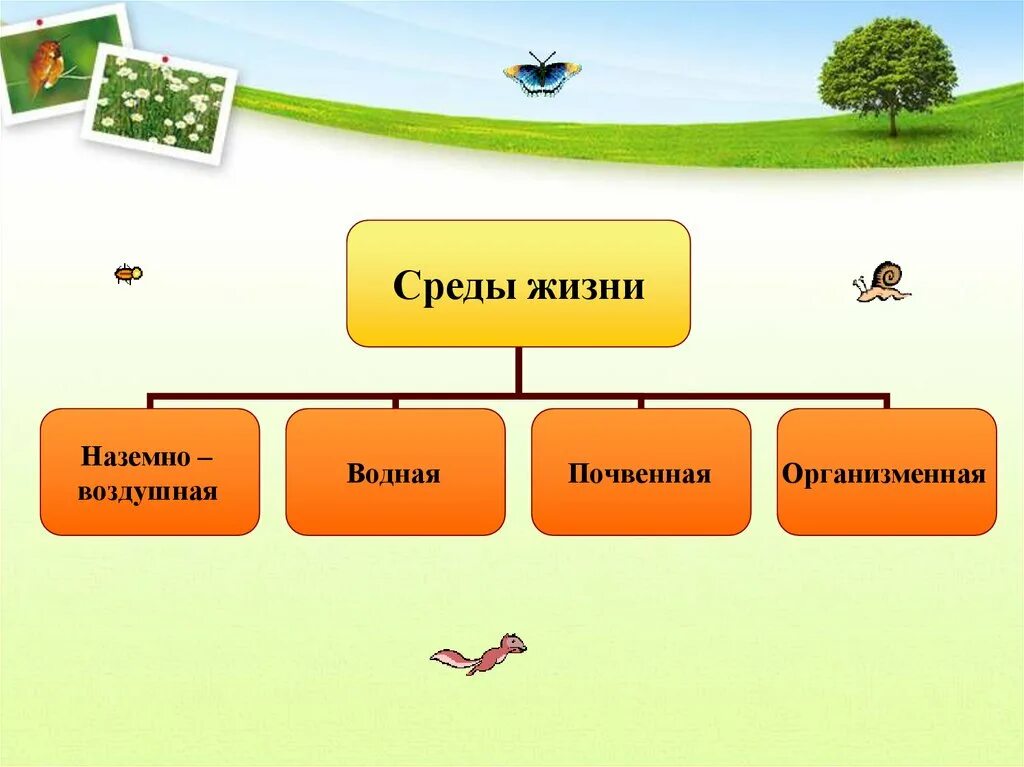 Жизнь организмов на планете земля 5. Среды жизни. Среды жизни организмов. Среды обитания живых организмов. Среды жизни биология.