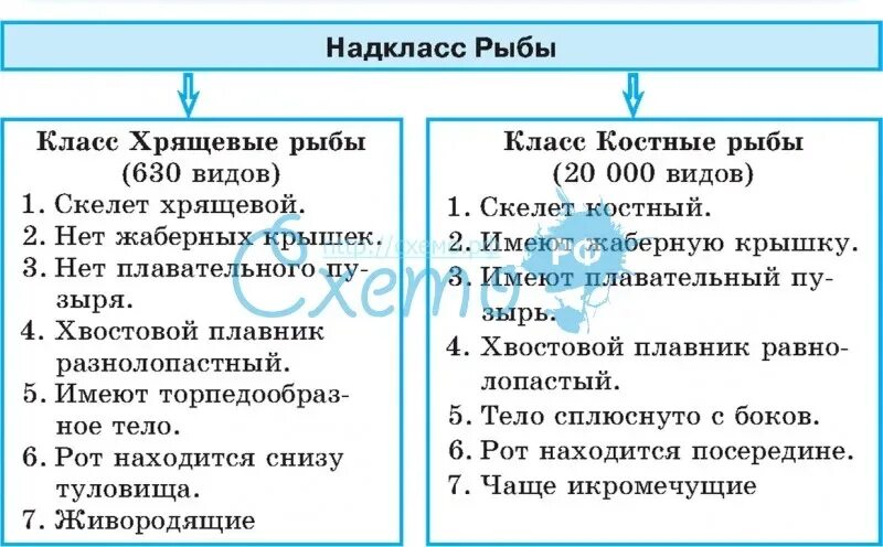 Рыба сходства и различия. Таблица хрящевые и костные. Отличие костных рыб от хрящевых. Костные и хрящевые рыбы таблица. Сходства и отличия костных и хрящевых рыб.