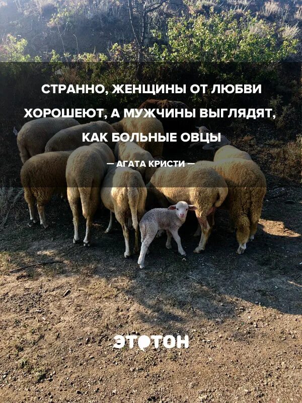 Цитаты овца. Цитаты про овец. баран цитаты. об овечка афоризмы. барашка цитата.