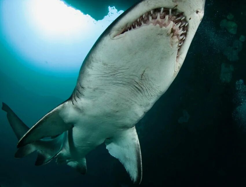 Акулы живородящие или нет. Большая белая акула челюсти.
