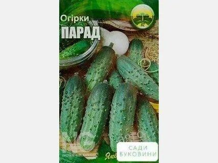 Огурец сорт хабар