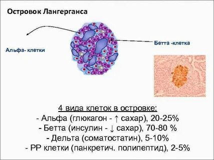 Инсулин островки