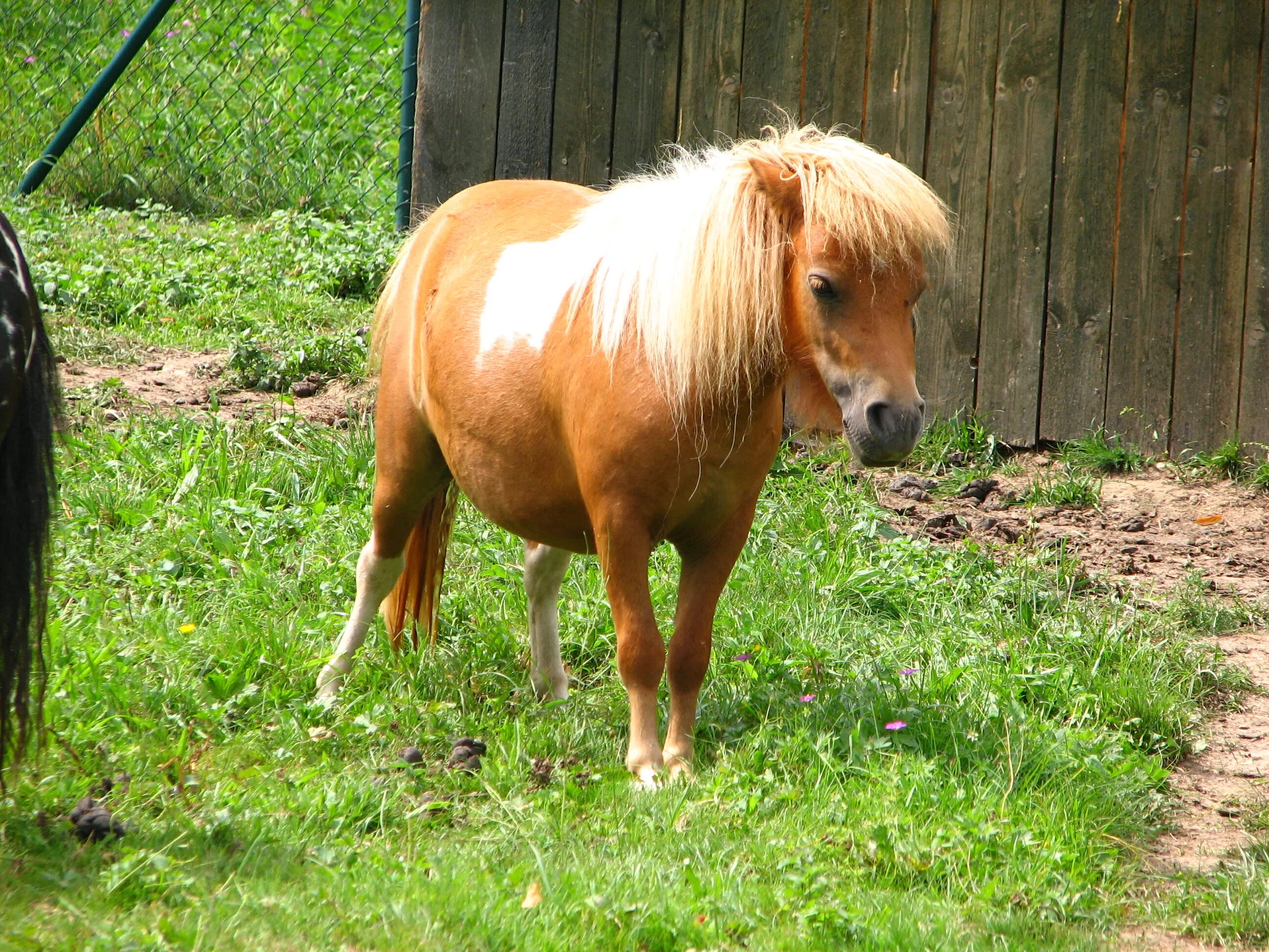 Mini pony. Шетлендский пони. Лошади и пони. Мини пони. Кони пони.