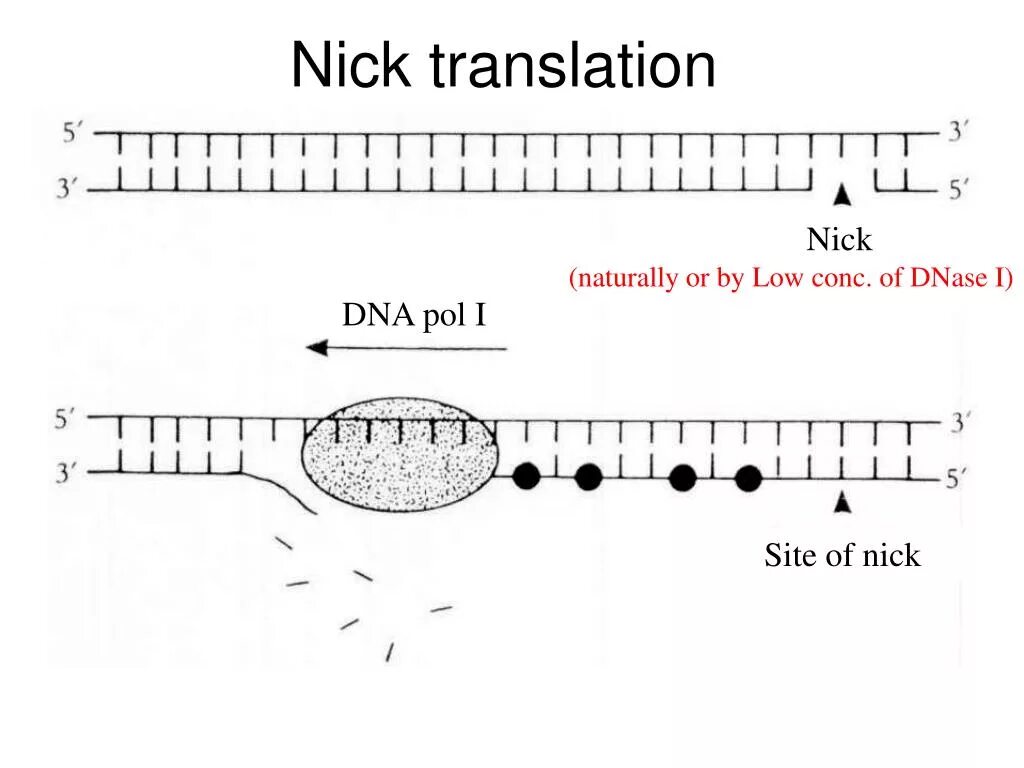 Nick translation. Nick-трансляция. Экзонуклеазная активность ДНК полимеразы. Nicked DNA.