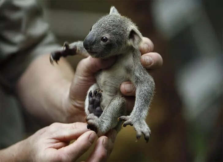 Pin by Andres Rey on Armiños Cute baby animals, Cute animals, Baby animals