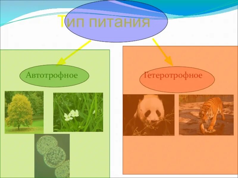 У каких организмов автотрофное питание. Автотрофный Тип питания. Автотрофный Тип питания и гетеротрофный Тип питания. Автотрофный и гетеротрофный Тип. Автотрофный аид питания.