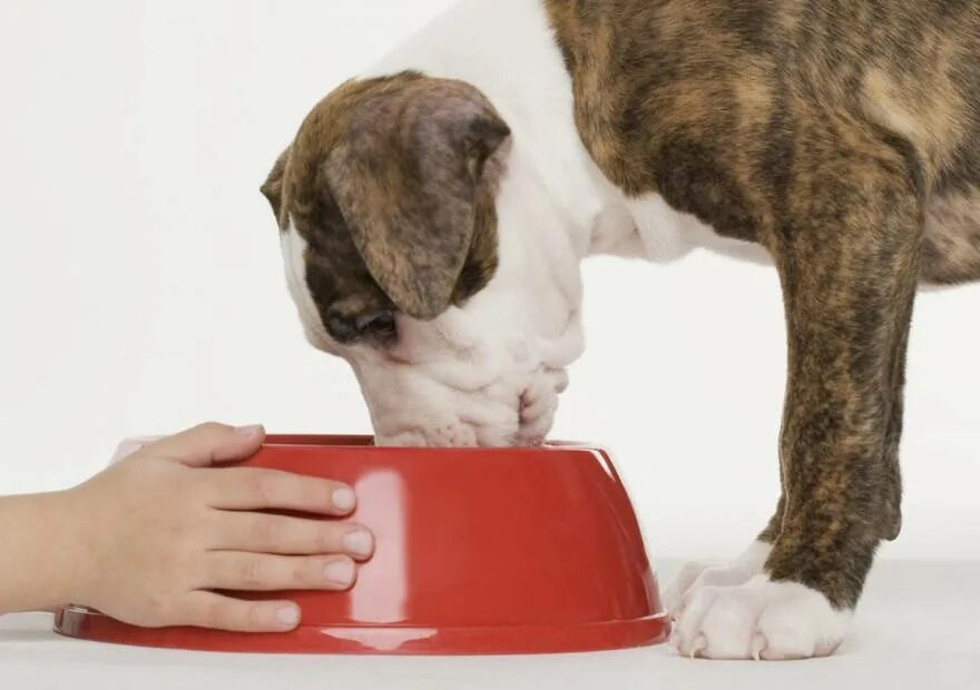 Собака отказывается пить воду. Собака пьет молоко. Корм для собак. Корм для щенков с молоком.