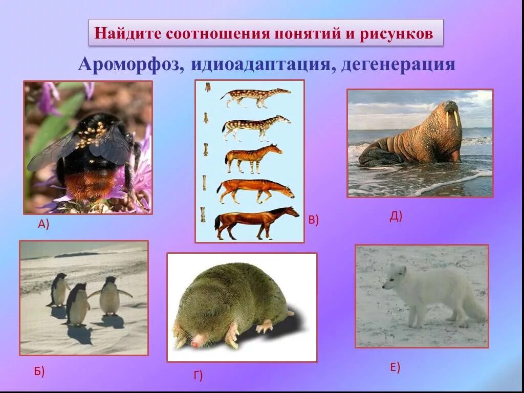 Ароморфоз адаптация. Ароморфоз идиоадаптация дегенерация. Ароморфоз идиоадаптация общая дегенерация. Схема ароморфоза идиоадаптации и дегенерации. Ароморфоз деградация идиоадаптация.