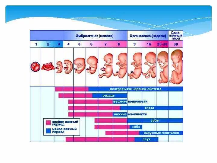 Критические периоды развития плода. Критические периоды антенатального периода. Критические этапы внутриутробного развития. Критические периоды органогенеза.