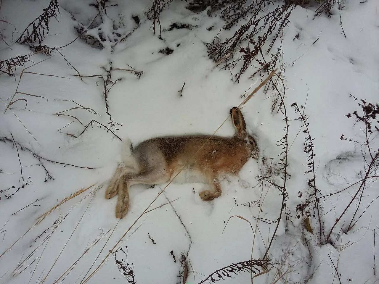 охота на зайца ночью зимой. охота на зайца зимой ночью. охота зимой. охота с гончими на зайца 2019. охота на зайца ночью зимой.