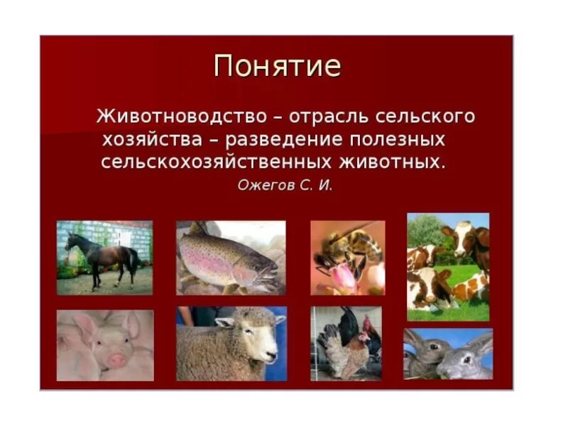 Понятие животноводство. Животноводство презентация. Отрасли животноводства. Презентация отрасли животноводства.