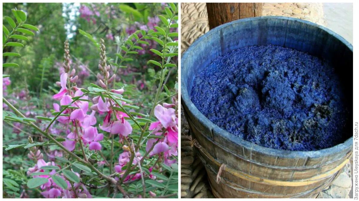 баптизия южная (baptisia australis). баптизия южная false blue indigo (baptisia australis). индигофера красильная басма. баптизия красильная. индигофера желтая.