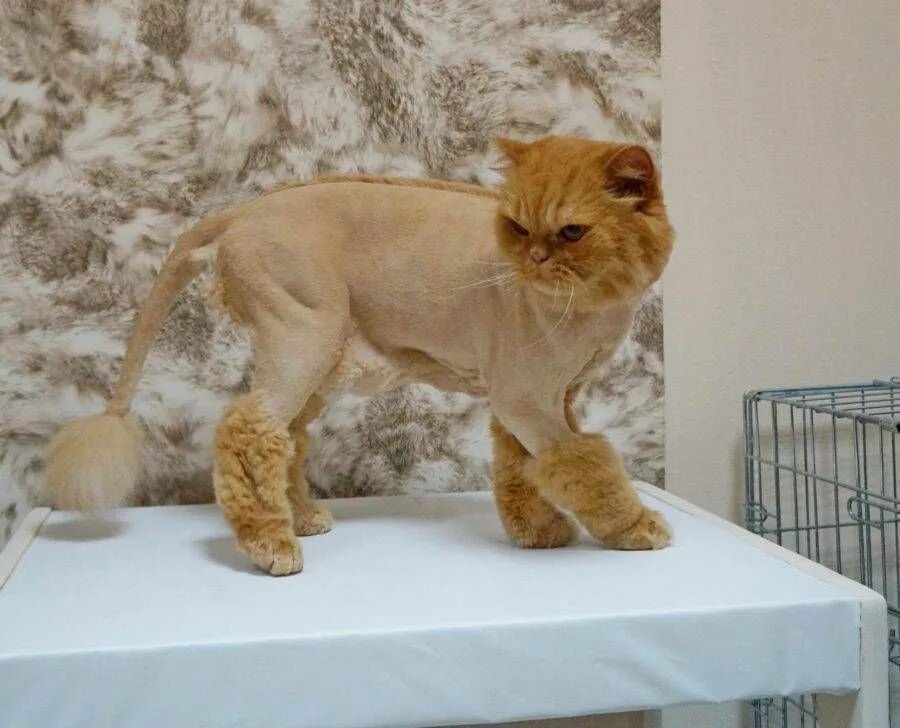 Рыжий кот груминг