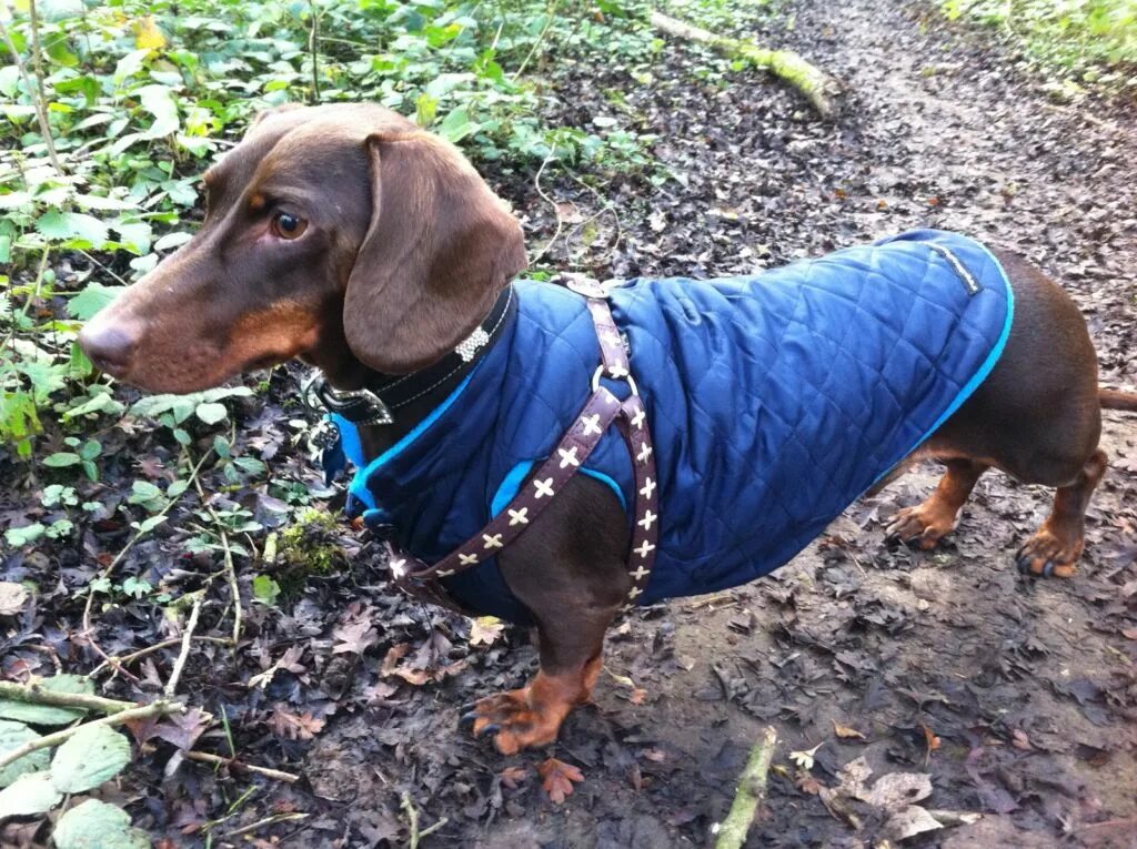 Одежда для таксы своими руками. Попона для таксы. Свитер для таксы. Одежда для такс ип радченко. Одежда для таксы своими руками.