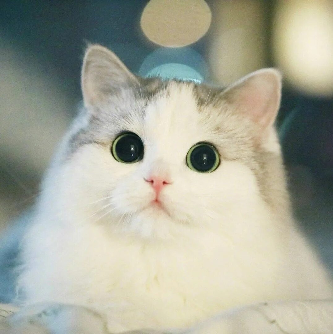 Мило кот. Милый кот. няшные котики. милые коты. няшный кот.