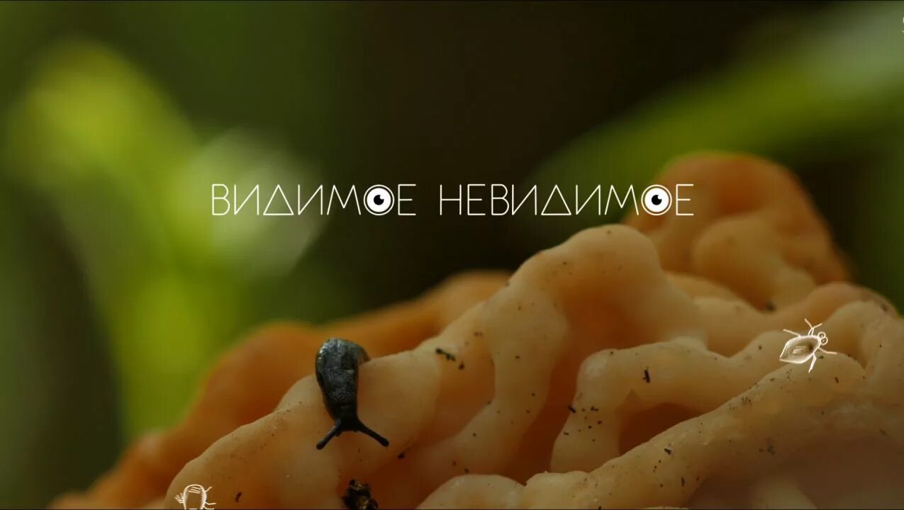 Вижу незримое