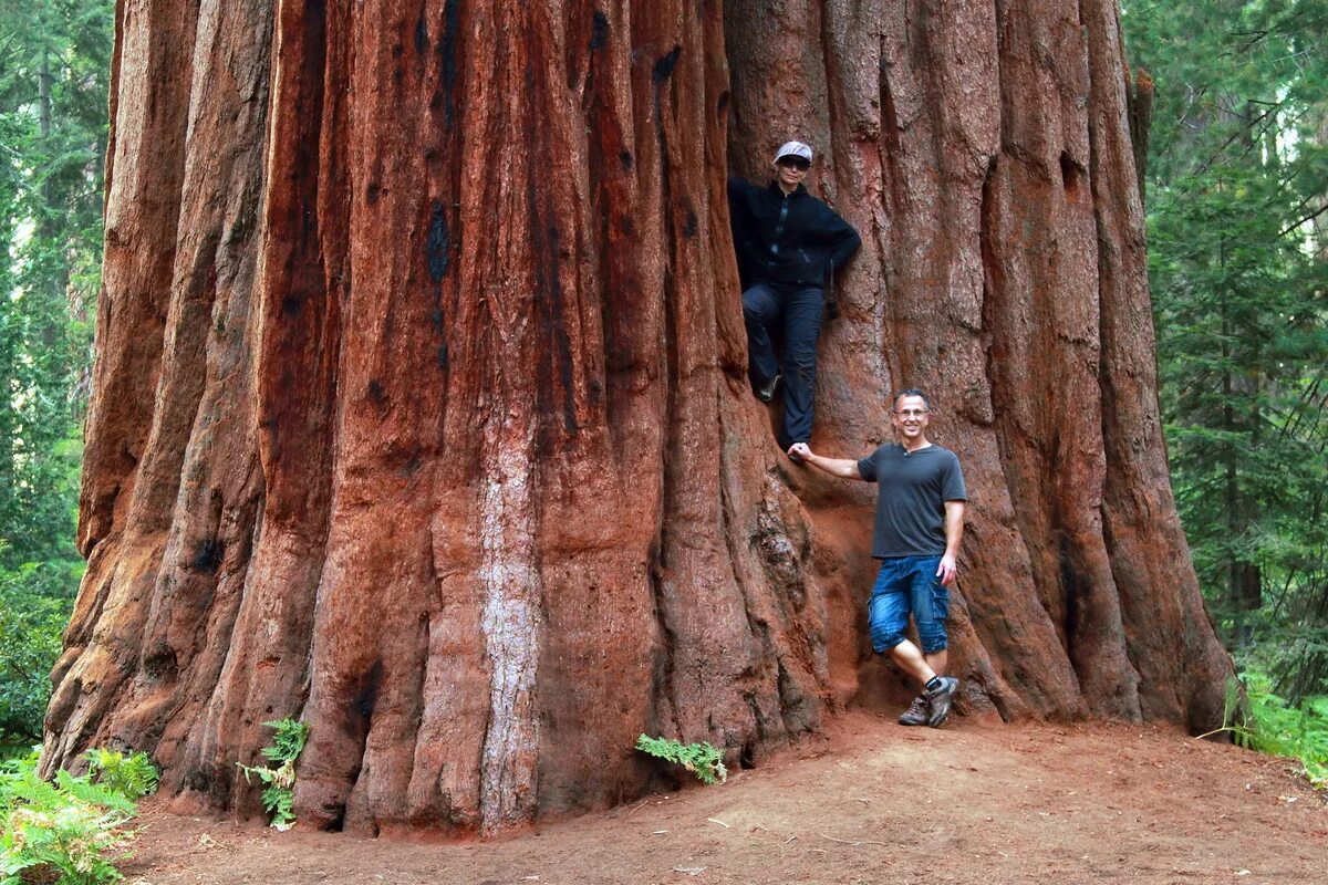 Самые большие дерево фото. Секвойя дерево Гиперион. Секвойя и секвойядендрон. Секвойя Северной Америки. Гигантская Секвойя.