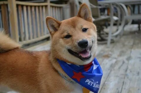 Dog owned