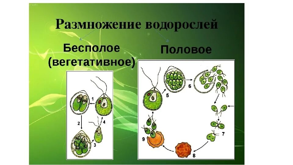 Размножение водоросли биология