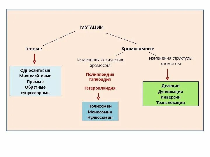 Проект на тему мутации