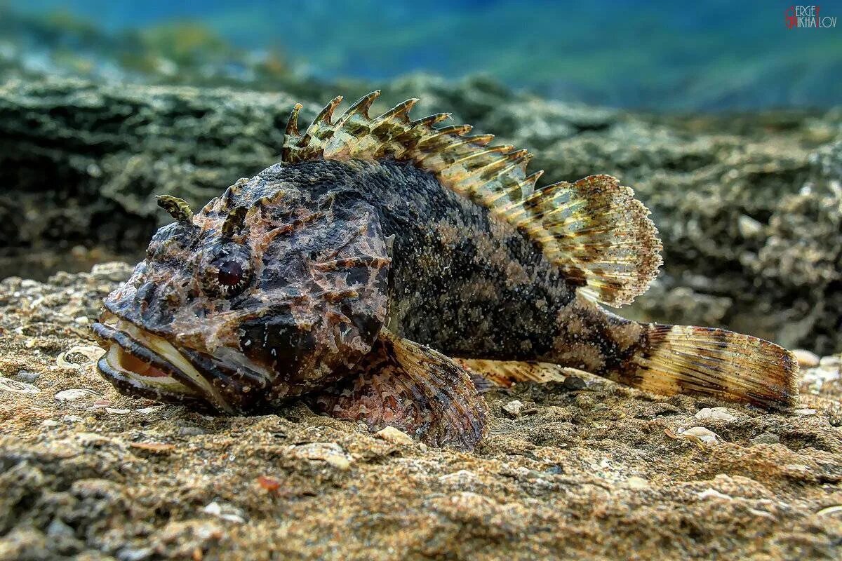 File:Scorpaena porcus (black scorpionfish, Brauner Drachenkopf) (22052898998).jp
