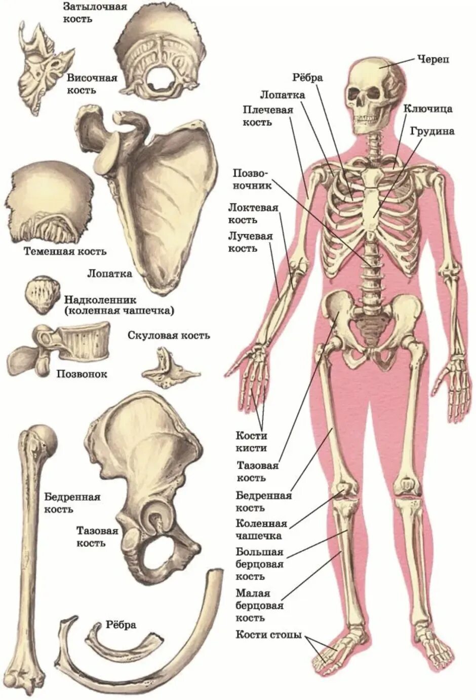 Части кости человека названия. Скелет человека с названием костей. Строение костей человека с названиями. Название костей скелета туловища. Назовите указанные кости