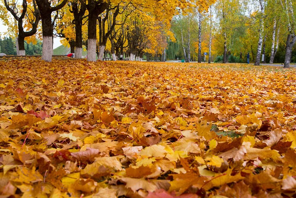 Ковер из осенних листьев. На ковре из желтых листьев. Осень ковер из листьев. Жёлтый лист осенний. Ворох желтых листьев