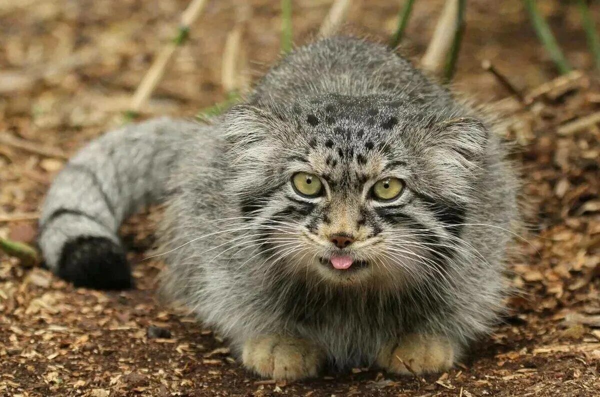 Манул видео. Кот манул. Кот манул забайкальского края. Манул видео. Глаза манула.