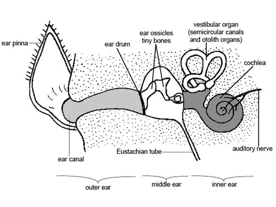 Строение уха собаки схема. Строение уха собаки анатомия. Топографическая анатомия органа слуха у собаки. Органы слуха собаки анатомия. Внутреннее ухо собаки