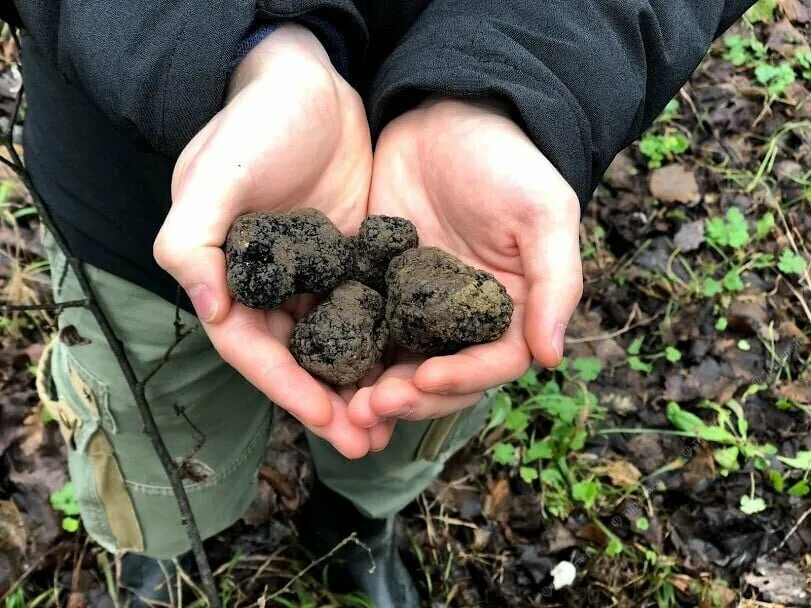 Трюфель террария. Terraria трюфель. Truffle worm. Truffle worm. Трюфель террария.