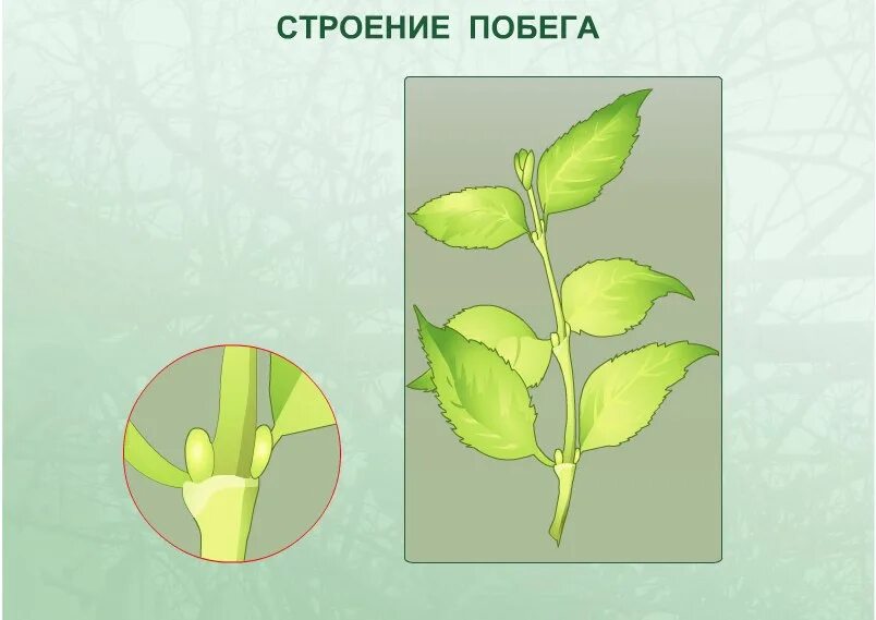 Побег биология 6. Побег биология 6 класс. Побег ботаника вегетативный. Побег растения 6 класс биология.
