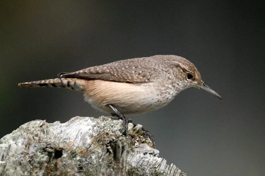 птичка серенькая с длинным клювиком. птица похожая на воробья с длинным клювом. птица похожая на воробья но крупнее. птичка с длинным носиком. желторотый воробей фото.