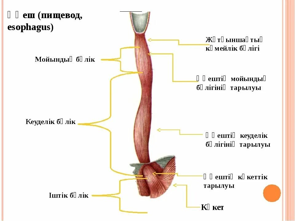 2 пищевод. Пищевод анатомия человека. Строение пищевода человека анатомия. Анатомические структуры пищевода. Пищевод и желудок анатомия.