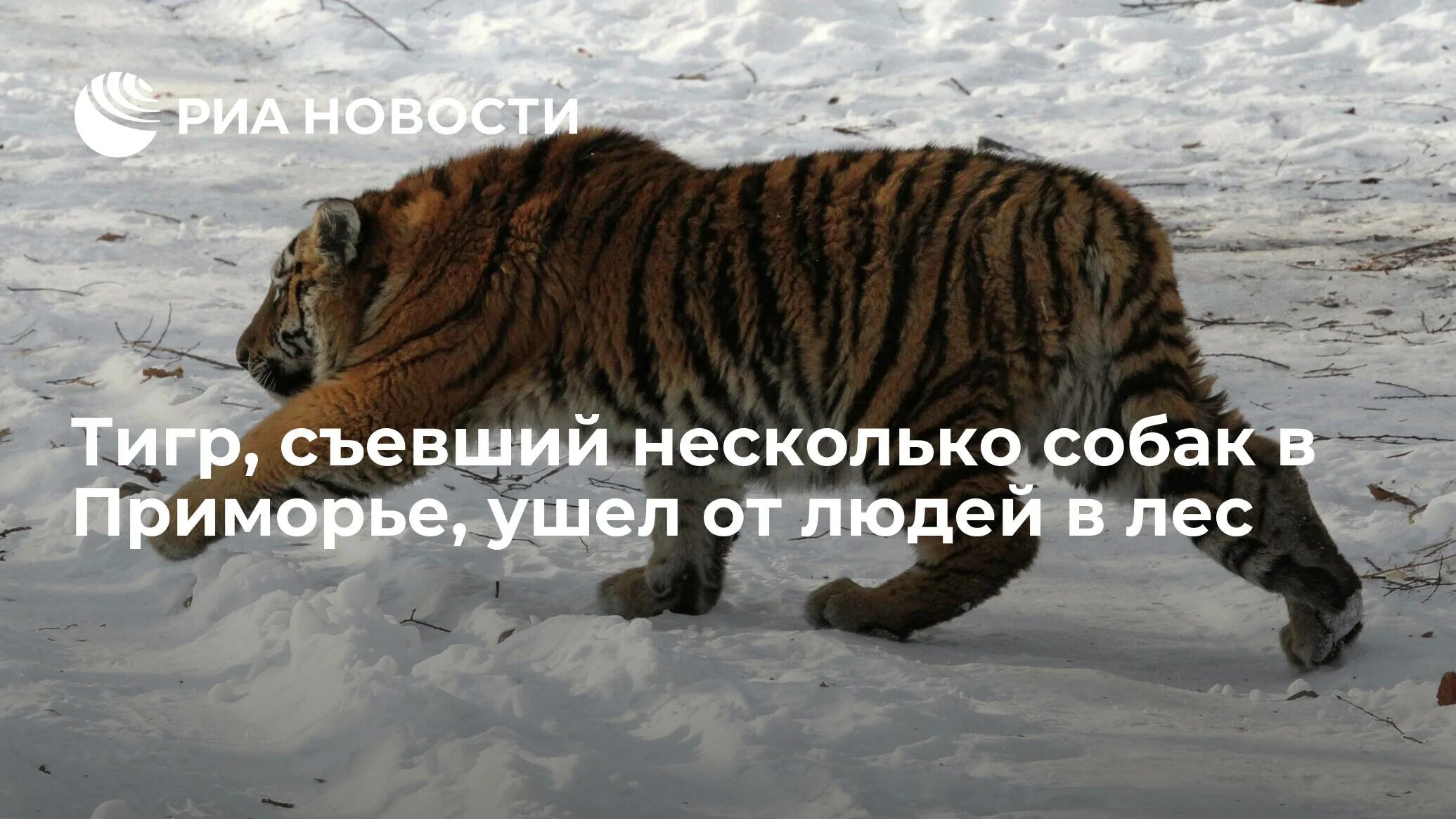Тигр еще не съел дракона. Тигр съел человека в приморском крае.