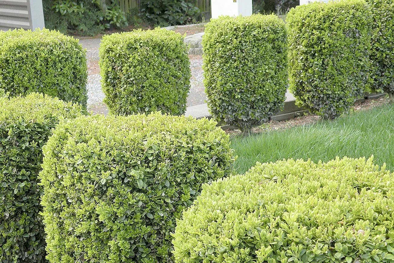 Заросли низкорослых вечнозеленых. Самшит Буксус. Buxus sempervirens изгородь. Буксус (самшит) куст. Buxus sempervirens самшит.