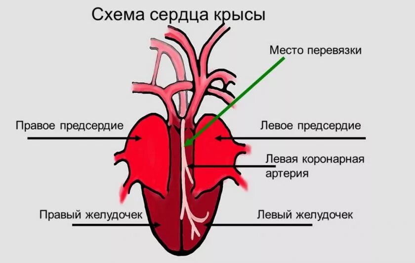 Крыса дышит ртом. Строение кровеносной системы крысы. Строение сердца крысы схема.