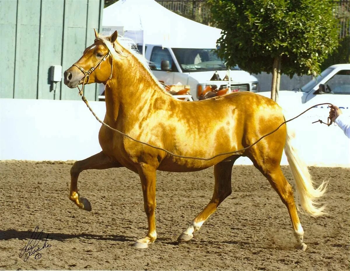 Золотистая масть. Буланый ахалтекинец. Ахалтекинская лошадь золотистая. Пегий ахалтекинец. Золотисто Буланый ахалтекинец.
