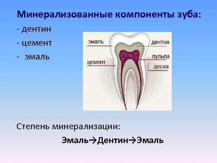 Функции тканей зубов. Минерализованные ткани зуба биохимия. Зуб эмаль дентин пульпа.