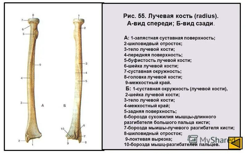 кости пояса верхней конечности. классификация костей. кости трубчатые губчатые плоские смешанные. плечевая кость тип кости. плоские кости конечностей.