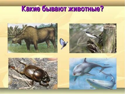 Какие бывают животные для детей