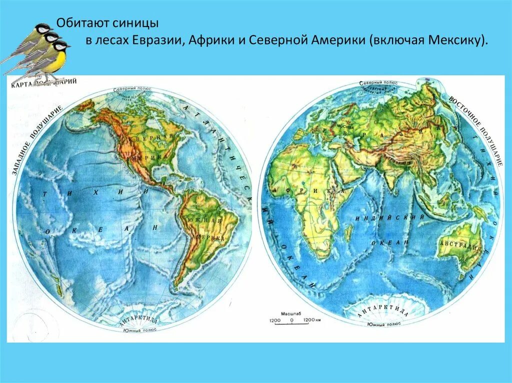 Северная америка расположена в полушариях тест. Физическая карта полушарий. Евразия на карте полушарий. Северная Америка на карте полушарий. Евращияна карте полушарий.