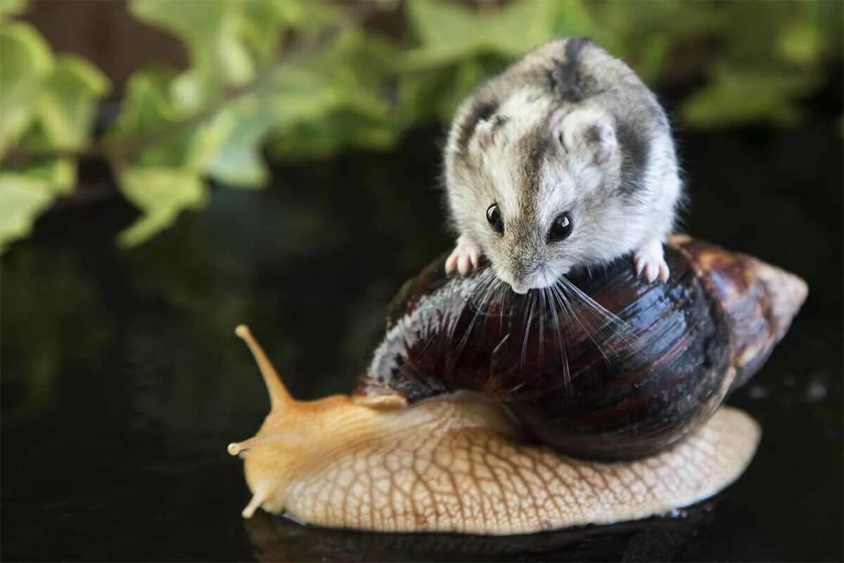 собака с улиткой на голове. хомяк и черепаха. фото собаки и улитки. улитка и щенок. собака улитка.
