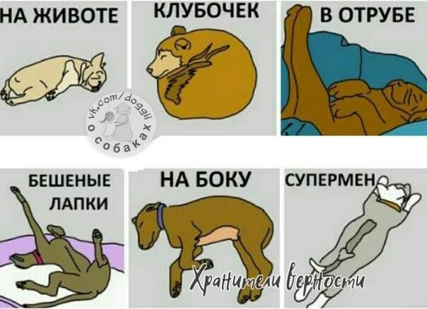 Кот принял угрожающую позу щенок тоже оскалился