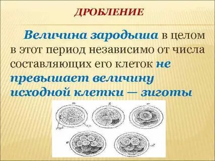 Дробление образование однослойного зародыша