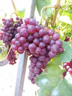 Кишмиш щелкунчик